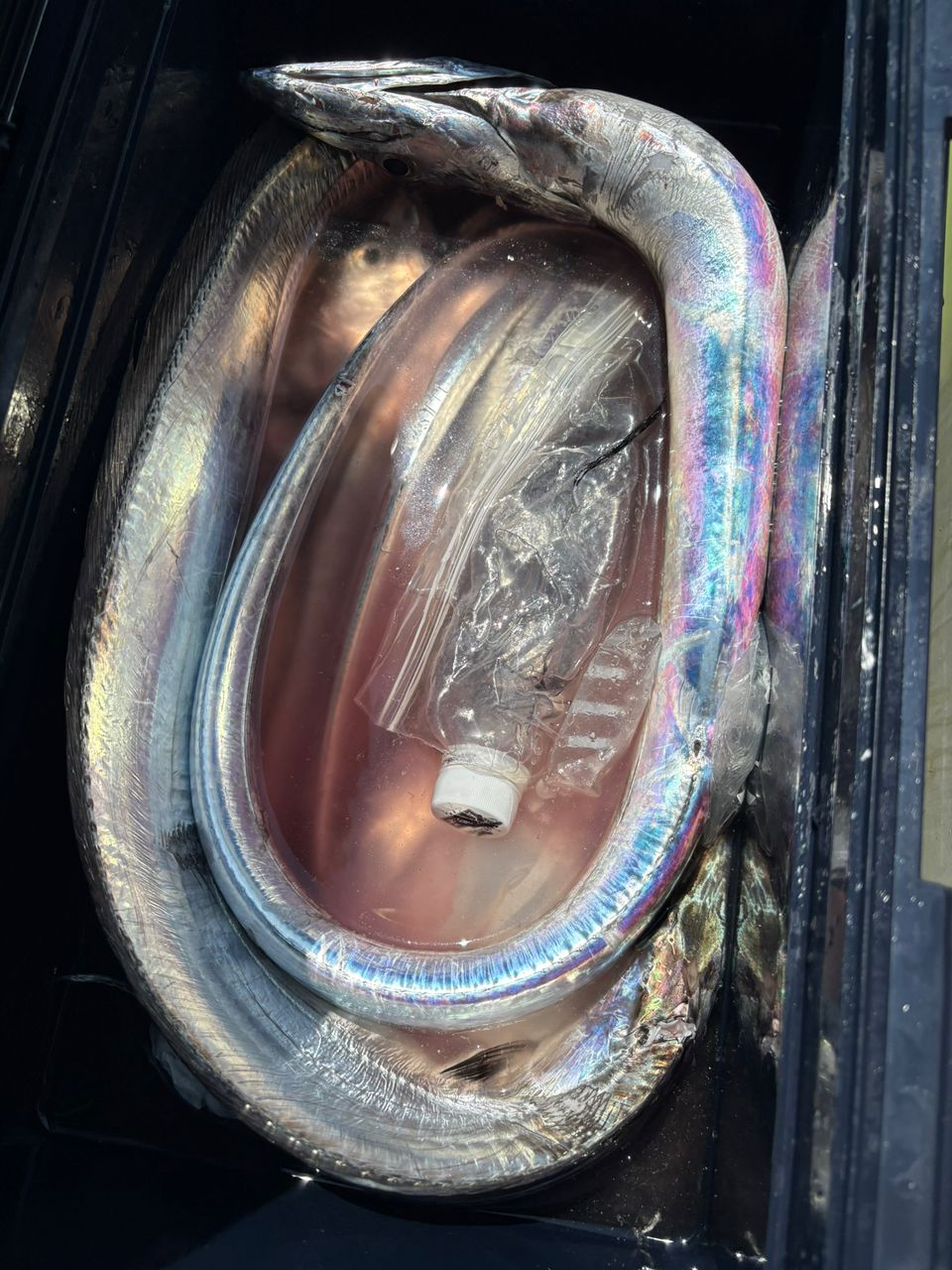 naofjunaoさんの釣果 3枚目の画像