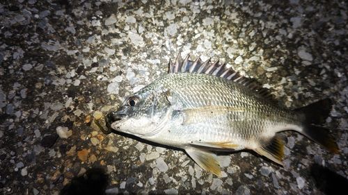 キビレの釣果