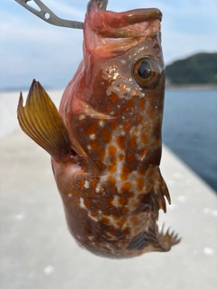 アコウの釣果