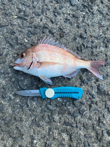 タイの釣果