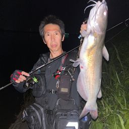 マナマズ