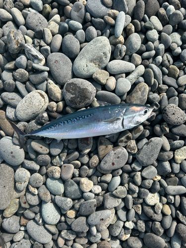 マルソウダの釣果