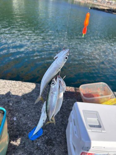 サバの釣果