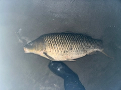 コイの釣果