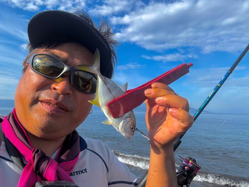 メッキの釣果
