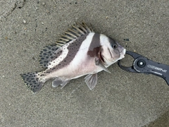 コショウダイの釣果