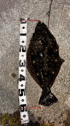 ヒラメの釣果