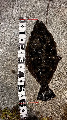 ヒラメの釣果