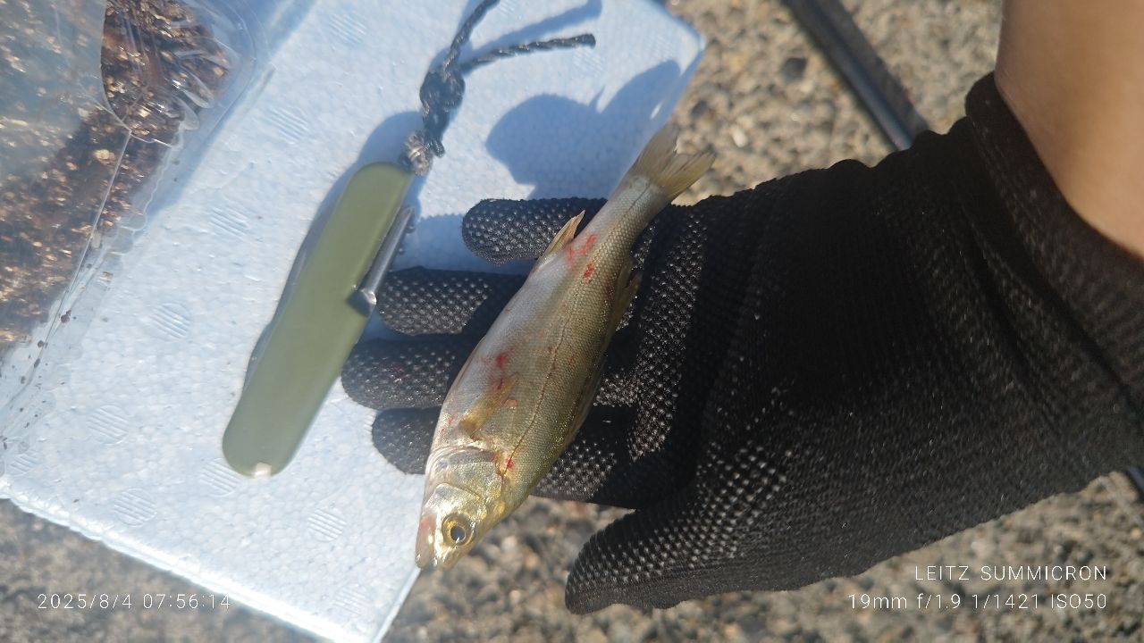 セイゴ（ヒラスズキ）