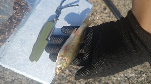 セイゴ（ヒラスズキ）の釣果