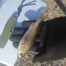 セイゴ（ヒラスズキ）