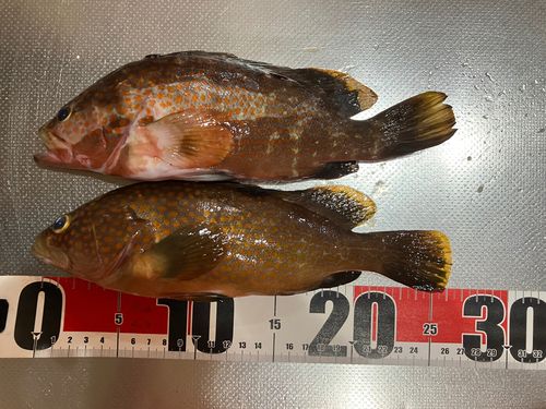 キジハタの釣果