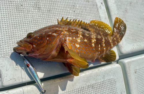 アコウの釣果