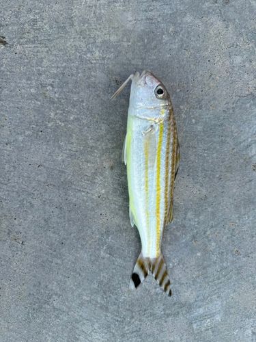 オジサンの釣果