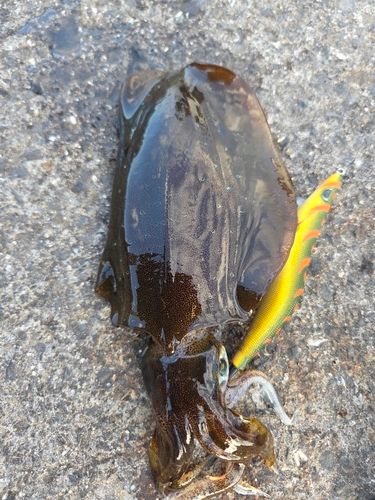 アオリイカの釣果