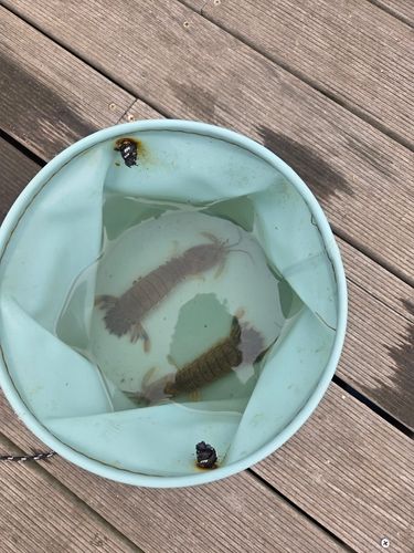 シャコエビの釣果
