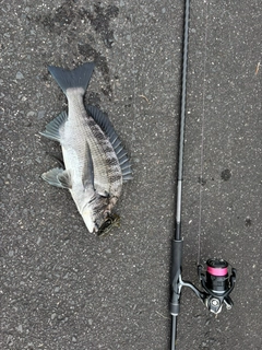 チヌの釣果