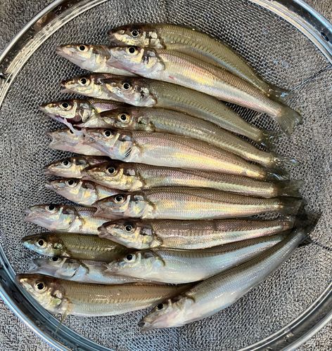 シロギスの釣果