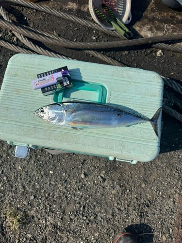 釣果