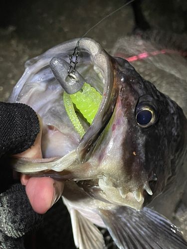 クロソイの釣果
