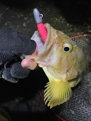 シマゾイの釣果