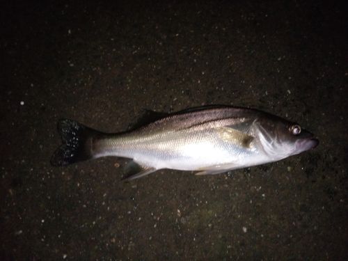セイゴ（マルスズキ）の釣果