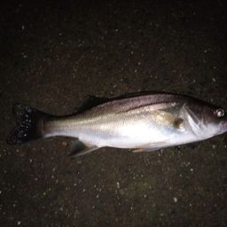 セイゴ（マルスズキ）