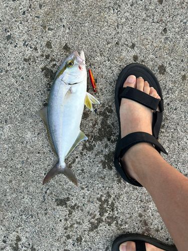 ショゴ