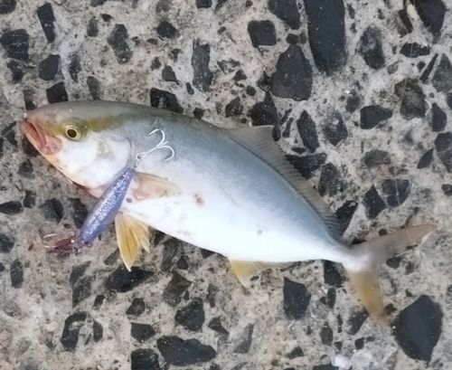 アカビラの釣果