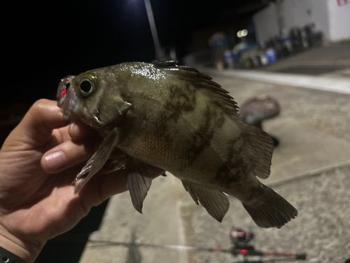 シロメバルの釣果