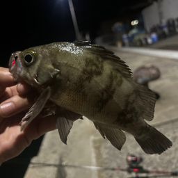 シロメバル