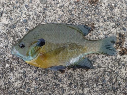 ブルーギルの釣果