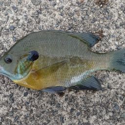 ブルーギル