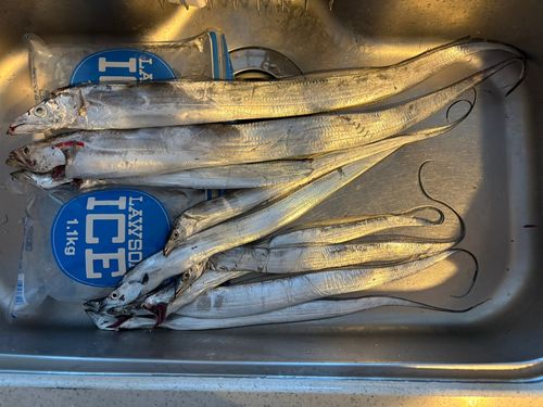 タチウオの釣果