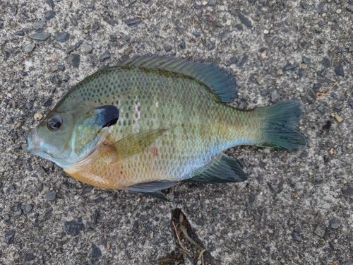 ブルーギルの釣果