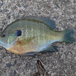 ブルーギル