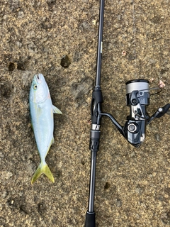 ワカシの釣果
