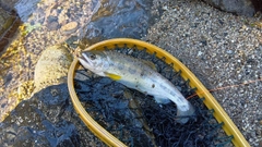 アマゴの釣果
