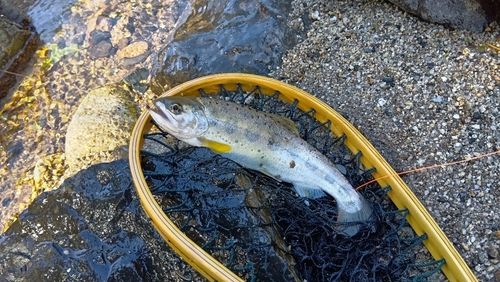 アマゴの釣果