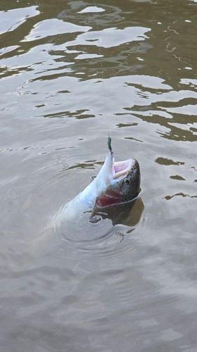 ニジマスの釣果