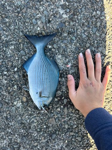 イスズミの釣果
