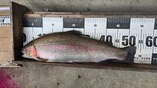 ニジマスの釣果