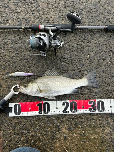 セイゴ（ヒラスズキ）の釣果