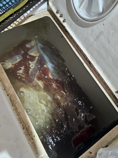 ケンサキイカの釣果