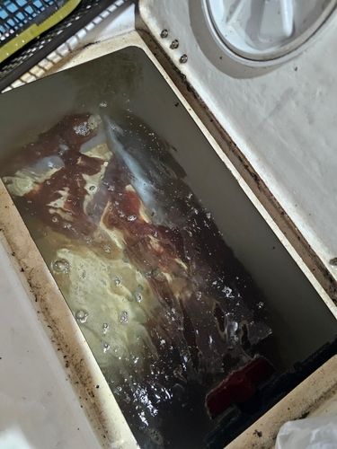ケンサキイカの釣果