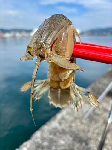 シャコの釣果