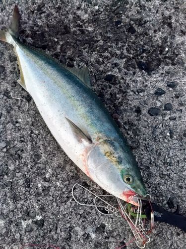 イナダの釣果