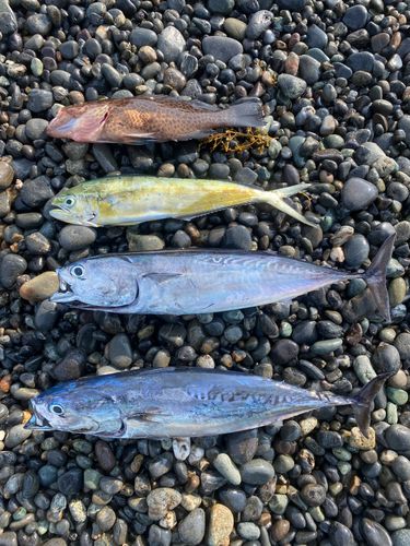 マルソウダの釣果