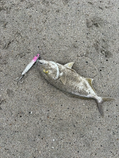 ショゴの釣果