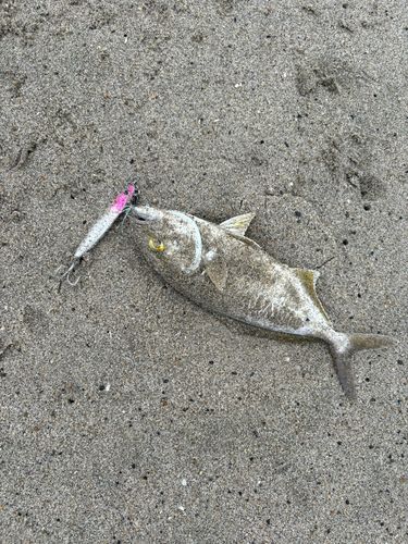 ショゴの釣果